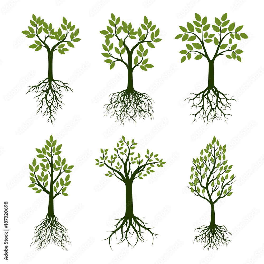 Set Green Trees with Leaves. Vector Illustration. Set Green Trees with Leaves. Vector Illustration.