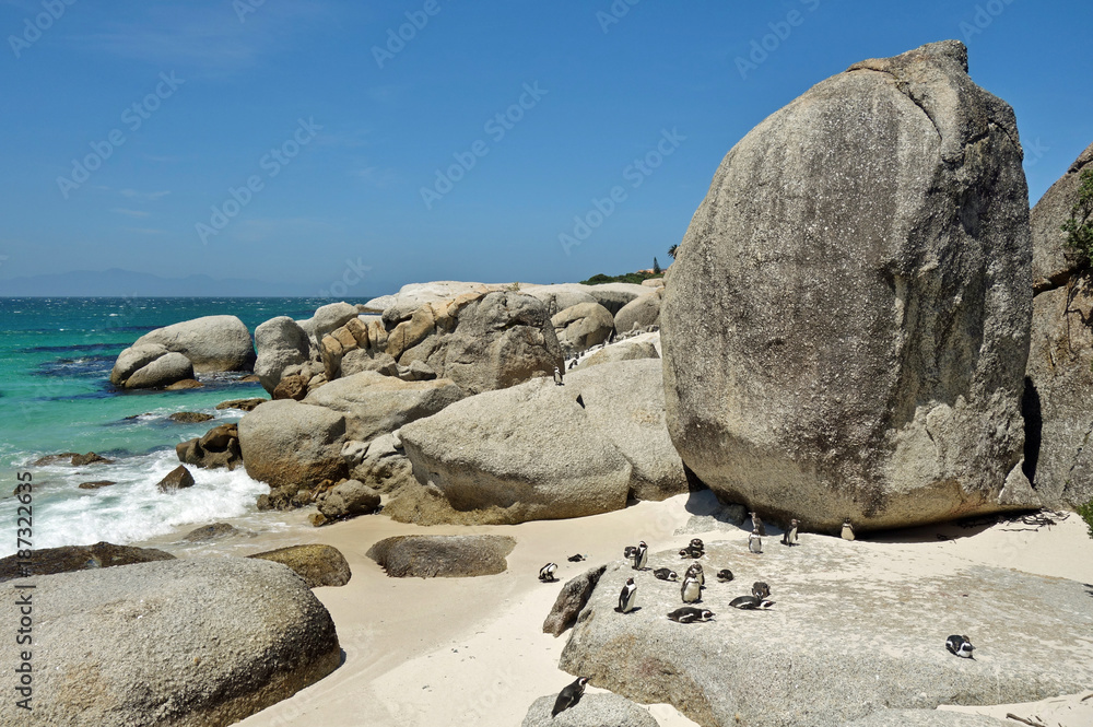 African penguin colony at Boulders Beach in Simon's Town at the Cape of Good Hope, South Africa African penguin colony at Boulders Beach in Simon's Town at the Cape of Good Hope, South Africa