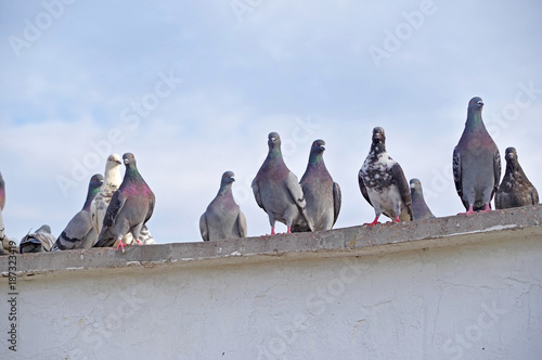 pigeons stands on a wall