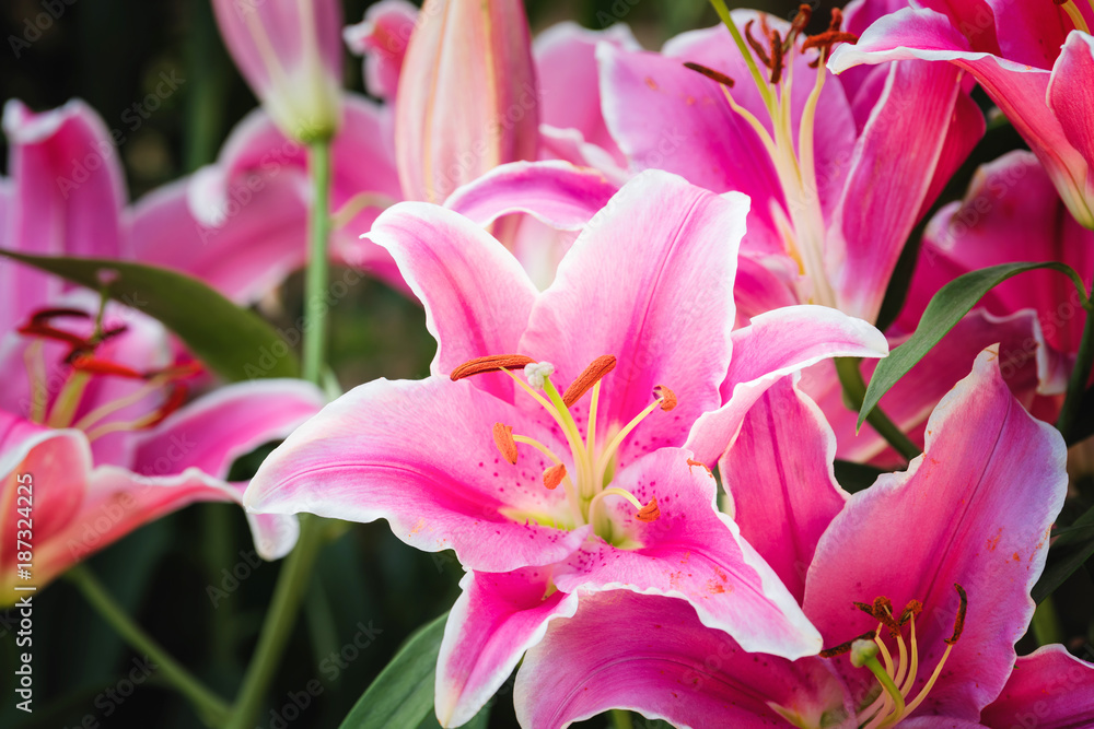 Close-up pink lily flower, Hippeastrum johnsonii bury flowers Close-up pink lily flower, Hippeastrum johnsonii bury flowers