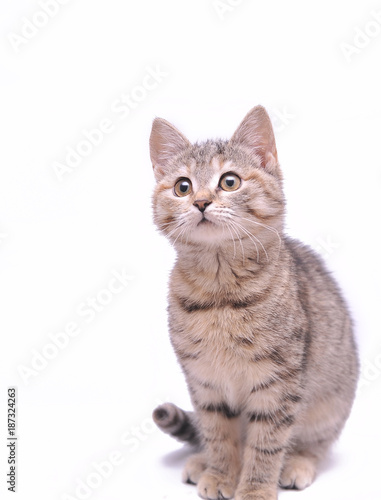 Fototapeta Naklejka Na Ścianę i Meble -  Cute little grey kitten playing on a white background
