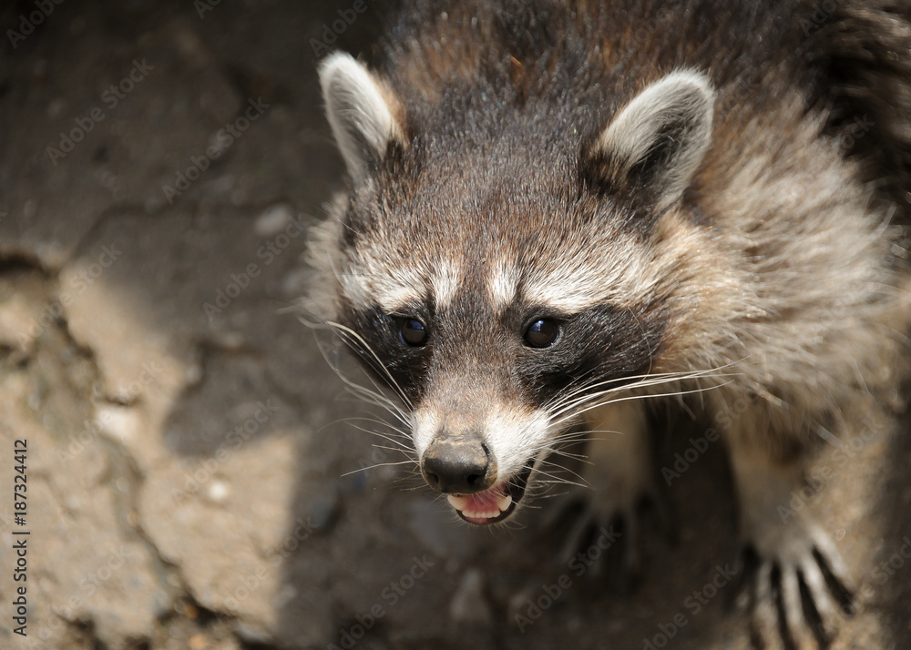 A  raccoon in an austrian wildlife park