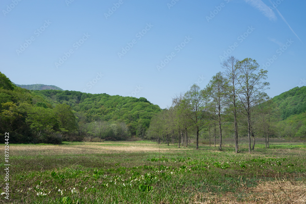 Obraz premium 春の湿原