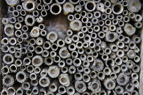 bamboo