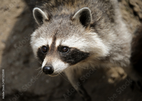 A raccoon in an austrian wildlife park
