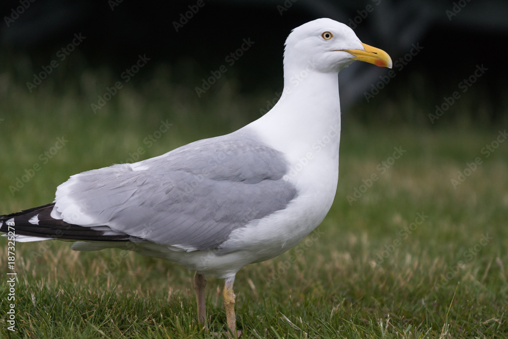 Large sea gull standing in green grass Large sea gull standing in green grass