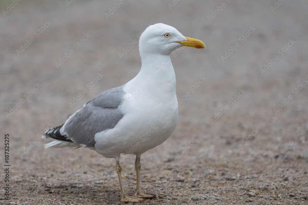Large sea gull walking on the ground looking into the camera Large sea gull walking on the ground looking into the camera