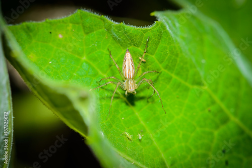 Macro spider select focus,Yellow head spider, Spider on a Leaves © sirastock