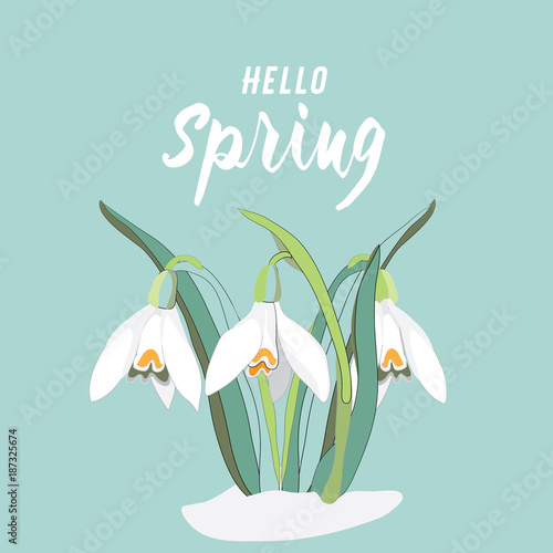 Spring snowdrops. Vector illustration on soft green background with Hello Spring quote