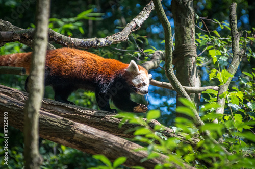 Red panda on a tree