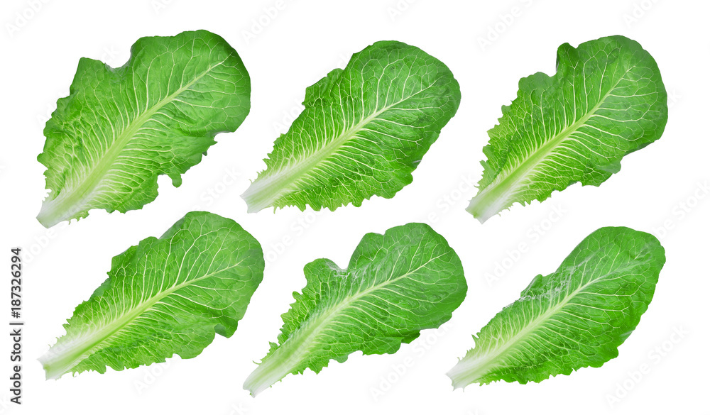 collection of green leaf baby cos,lettuce isolated on white background collection of green leaf baby cos,lettuce isolated on white background