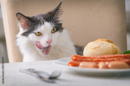 Fototapeta Naklejka Na Ścianę i Meble -  Cat tries to steal food from the table