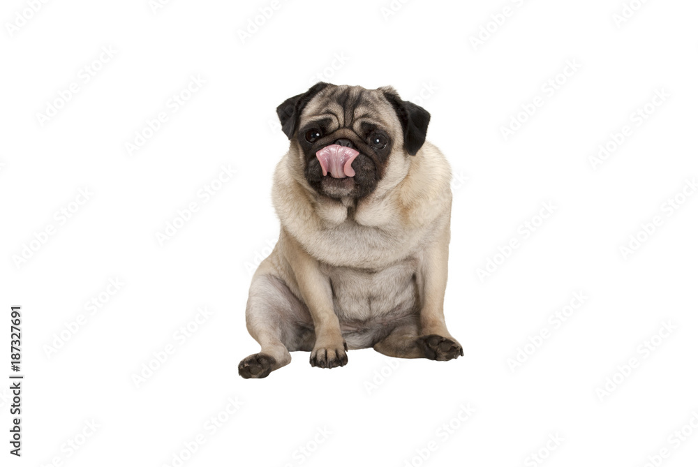 cute pug puppy dog sitting down licking nose, isolated on white background