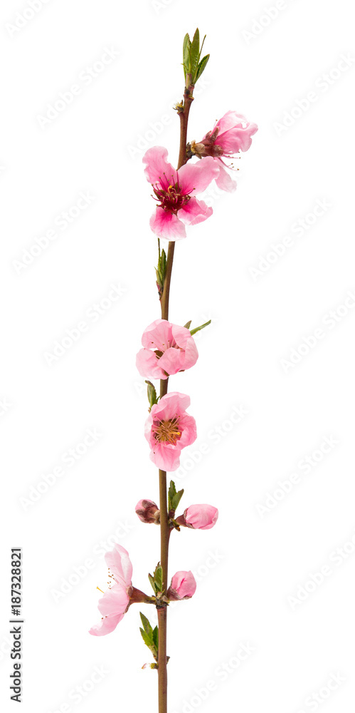 branch with sakura flowers isolated