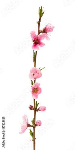 Fototapeta Naklejka Na Ścianę i Meble -  branch with sakura flowers isolated