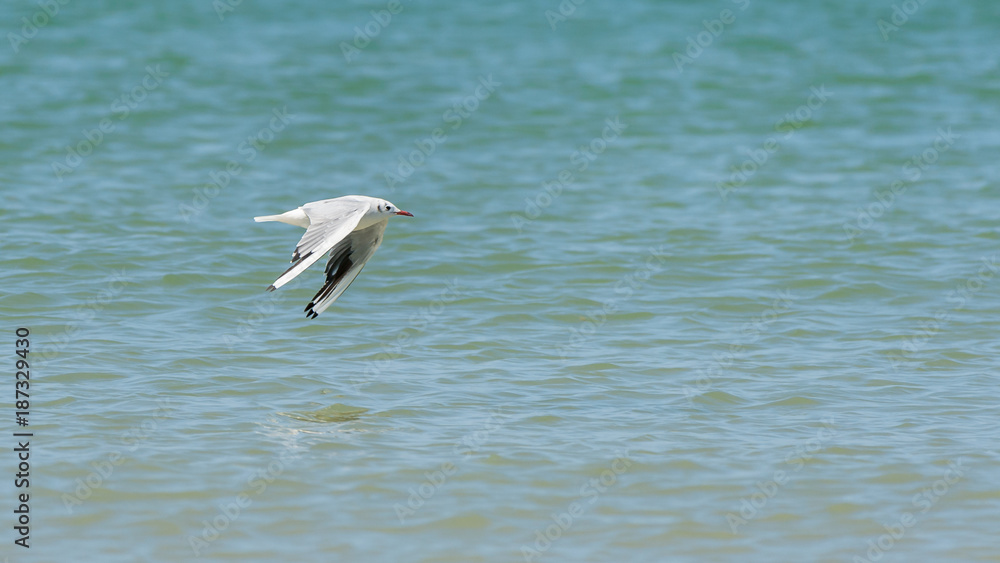 A black-headed gull in Normandy flying over the ocean A black-headed gull in Normandy flying over the ocean