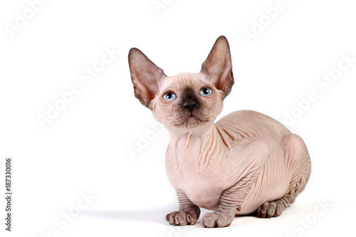 kitten sphinx isolate