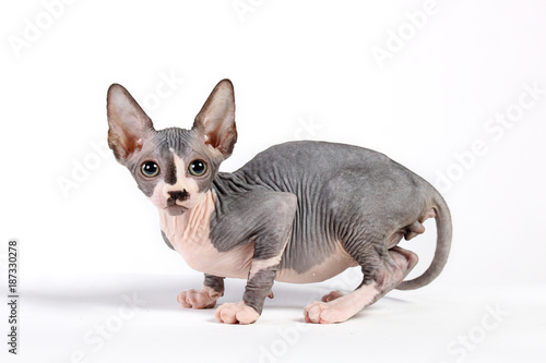 kitten sphinx isolate