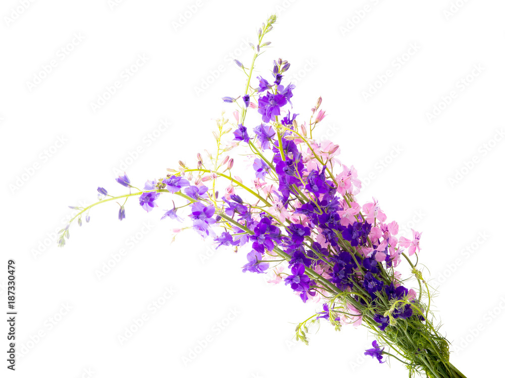 Fototapeta premium Wild flowers isolated