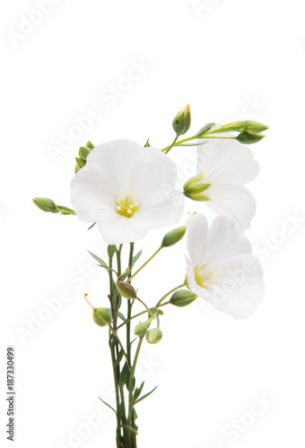 white flax flowers isolated © ksena32