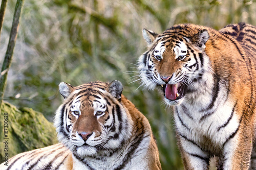 Siberian tiger brothers