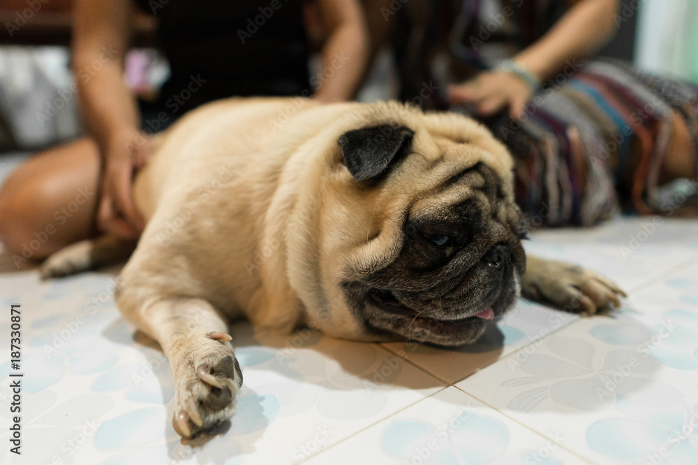Pug dog laying down on the floor with sad face