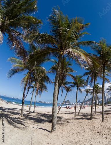 Coconut trees on Copacabana beach Rio de Janeiro Brazil © Gustavo