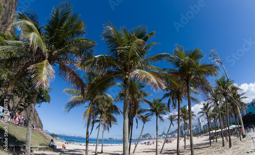 Coconut trees on Copacabana beach Rio de Janeiro Brazil
