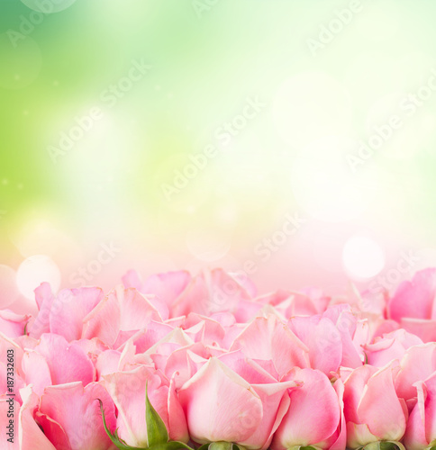 border of pink garden roses © neirfy
