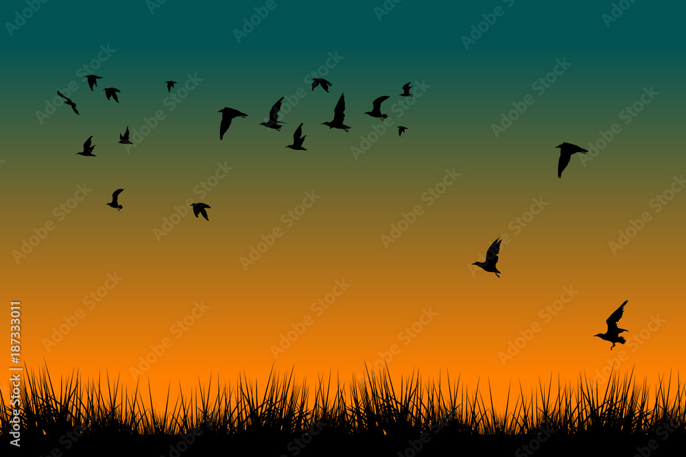 Fototapeta Pole trawa i sylwetki latający ptaki przy wschodem słońca