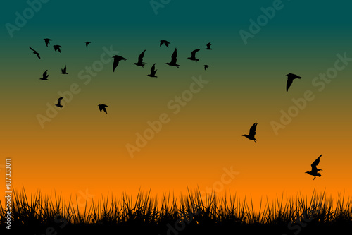 Field of grass and silhouettes of flying birds at sunrise