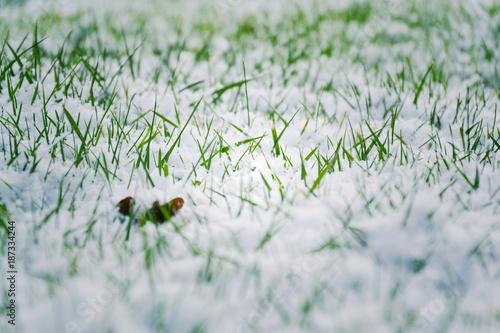 Filtered moody green grass growing through snow on golf course in winter, low angle view, copy space, Hello spring, Goodbye winter concept