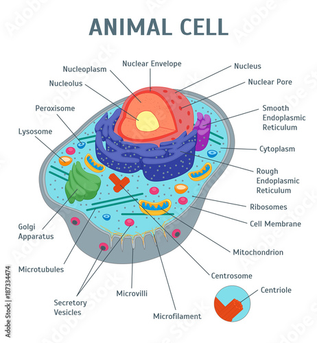 Cartoon Animal Cell Anatomy Banner Card Poster. Vector
