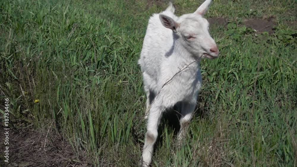 Goatling eating grass slow motion, 500 fps (20x), hd 1080p video footage Goatling eating grass slow motion, 500 fps (20x), hd 1080p video footage