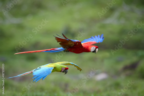 Two large parrots, green and scarlet macaw flying together against blurred green background. Colorful, wild, largest american parrots in natural environment of tropical forest, Central America.