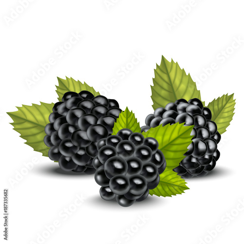 Realistic Detailed 3d Blackberries with Green Leaves. Vector