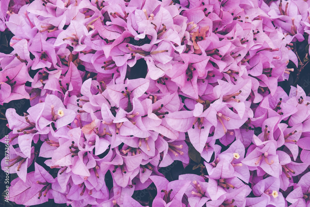 Flower background. Pink purple flower in the garden with filter effect retro vintage style Flower background. Pink purple flower in the garden with filter effect retro vintage style