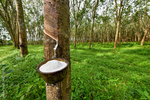 Rubber tree and bowl filled with latex. photo