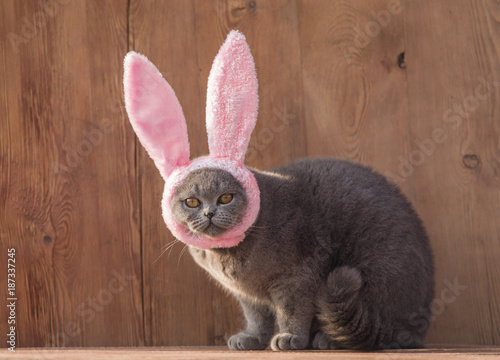 Fototapeta Naklejka Na Ścianę i Meble -  Easter, kitten with rabbit ears
