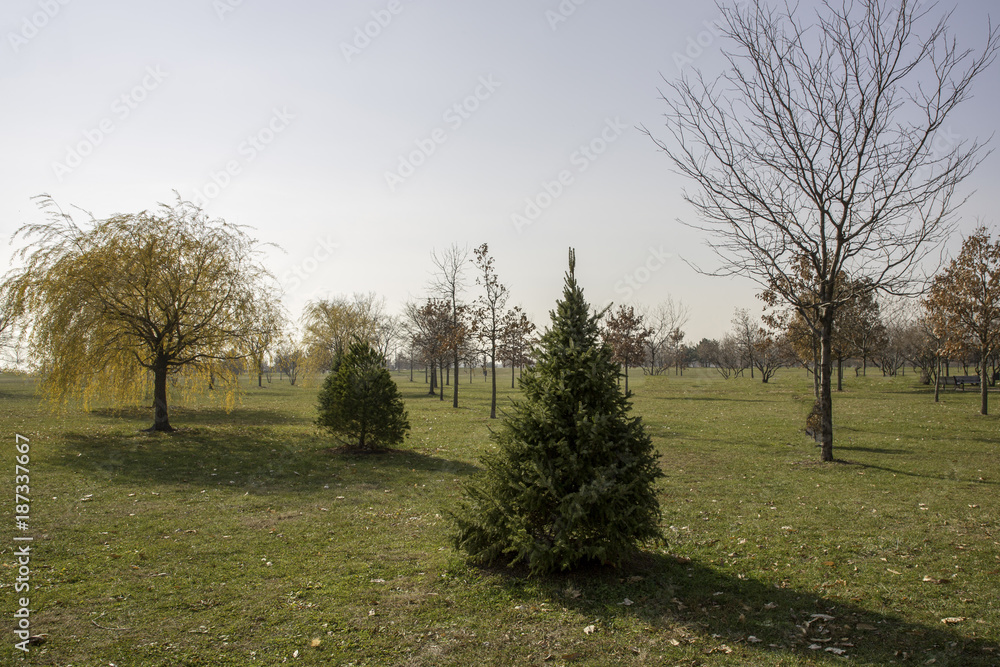 trees in the park trees in the park