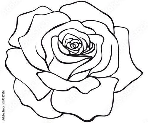 red rose blossom coloring page 
