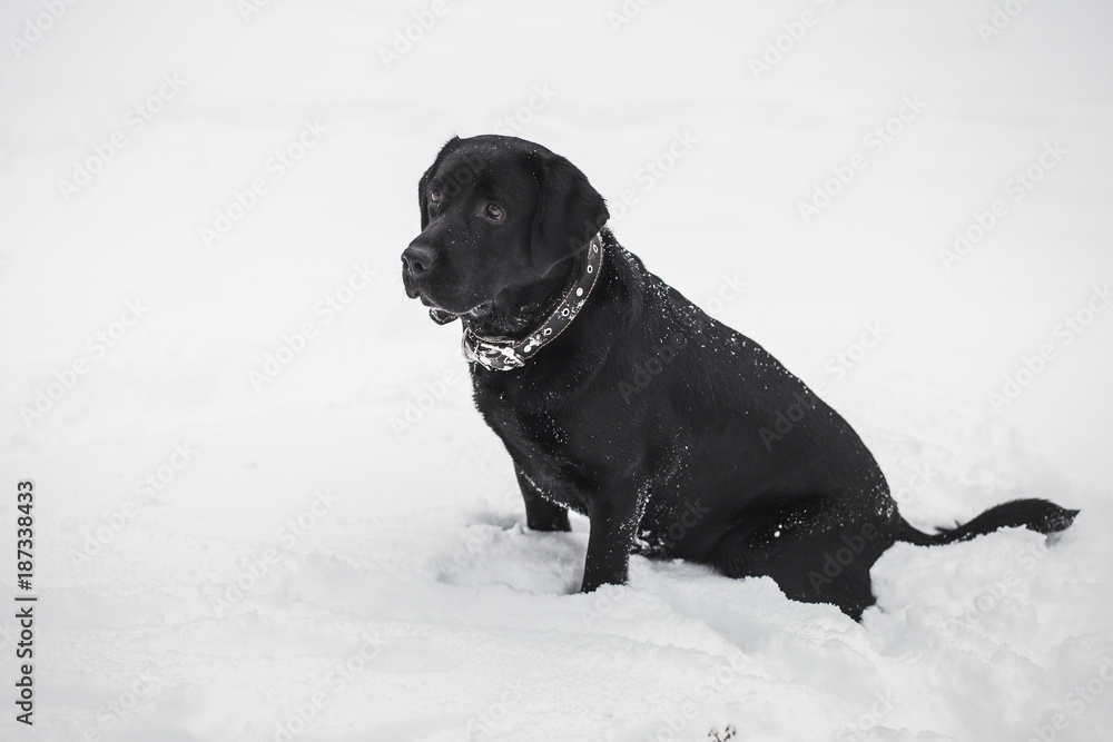 Portrait of cute funny black labrador playing happily outdoors in white fresh snow on frosty winter day. Dog sits on ground. Horizontal color photography. Portrait of cute funny black labrador playing happily outdoors in white fresh snow on frosty winter day. Dog sits on ground. Horizontal color photography.
