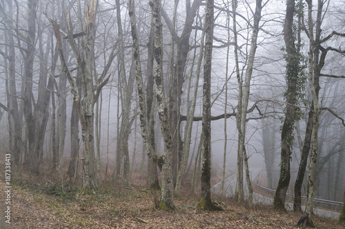 Fog in the forest