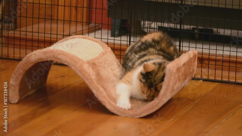 Beautiful elderly tortoiseshell cat ecstaticly playing on a in front of fireplaxescratching pad