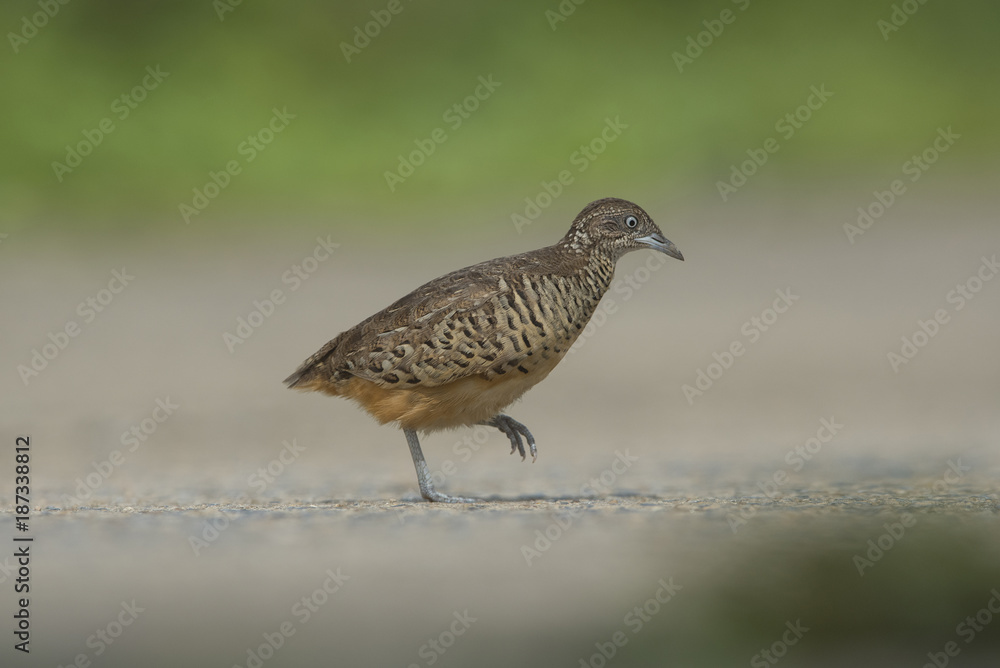 Barred Buttonquail walking on the road Barred Buttonquail walking on the road