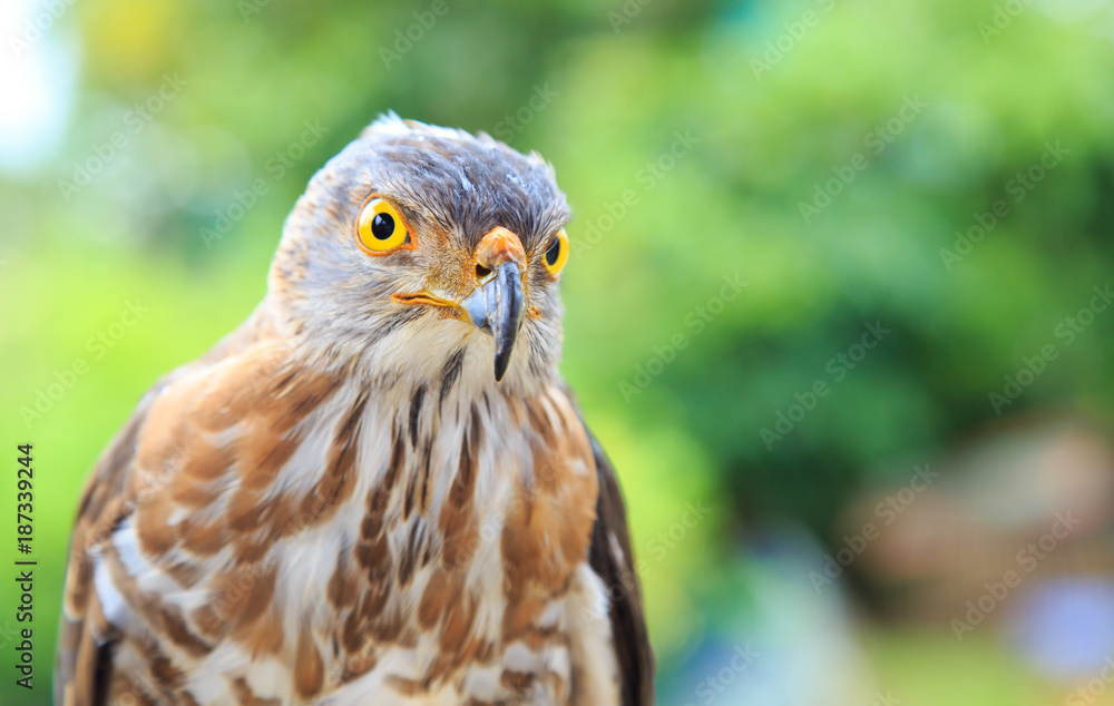 The hawk straight face expression of eye The hawk straight face expression of eye