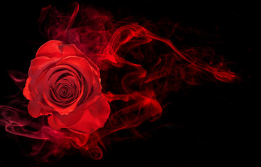 rose wrapped in red smoke swirl on black background