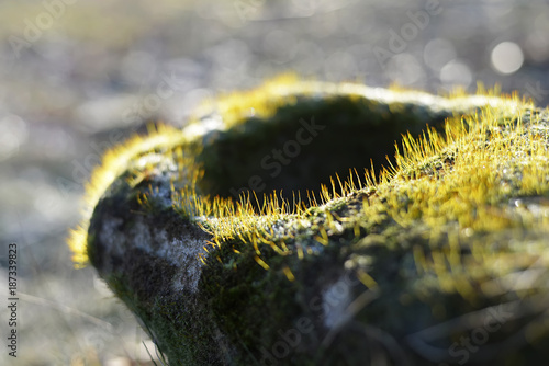 Photography Moos im Gegenlicht