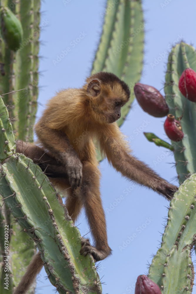 Naklejka premium Capuchin Monkey in Serra da Capivara, PI, Brazil