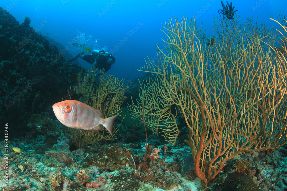 Obraz premium Scuba dive